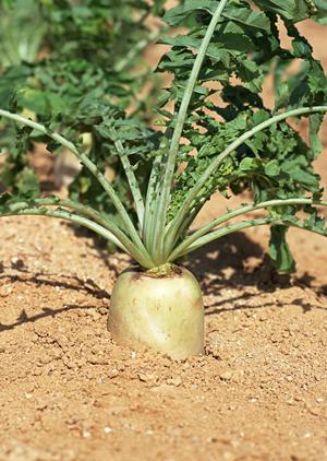 全国に１７店舗ものホストクラブを展開